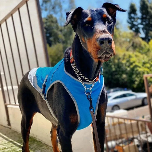 Gilet Rafraîchissant pour Chien -