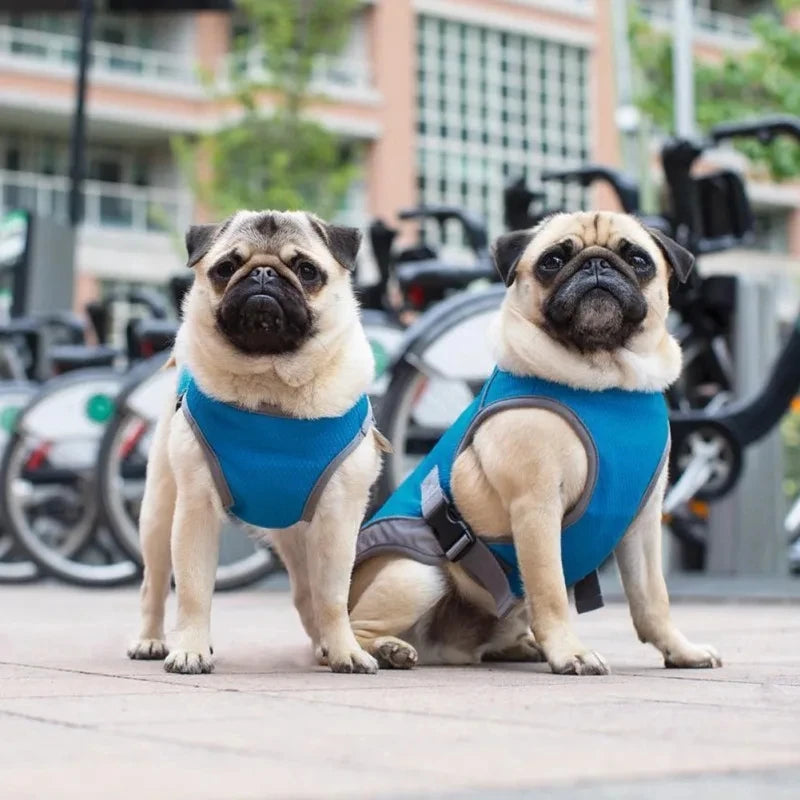 Gilet Rafraîchissant pour Chien -